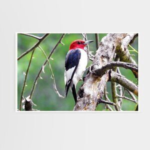 16x20 Red Headed Woodpecker on a Limb‎ Oil Painting Poster